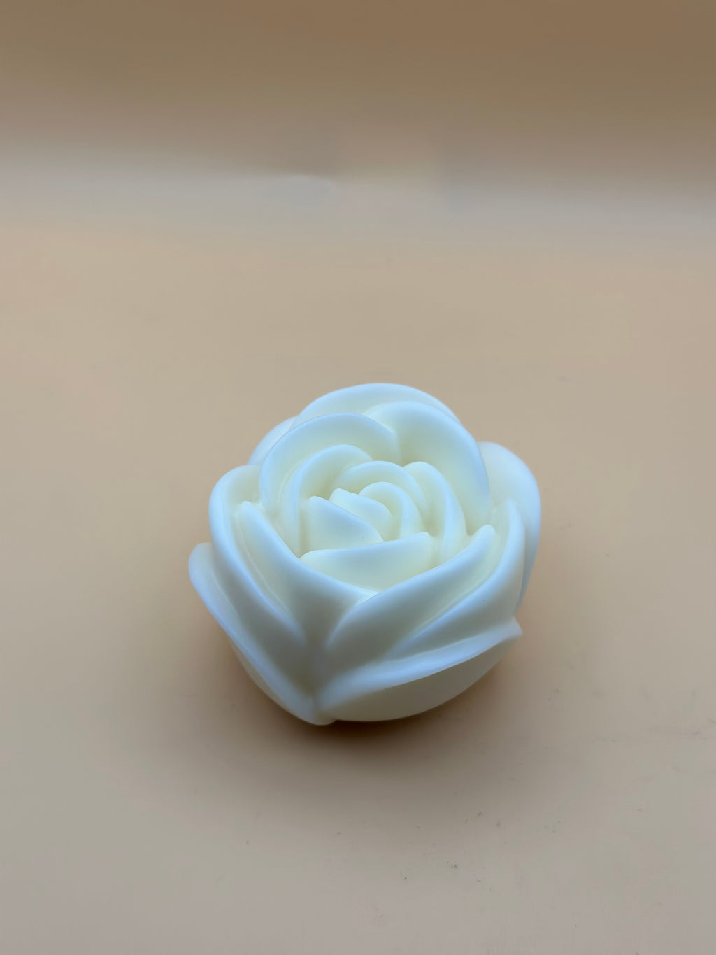 Rosa in Fiore